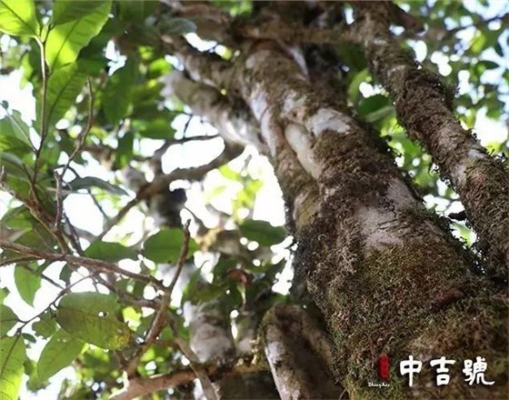 茶界新宠单株