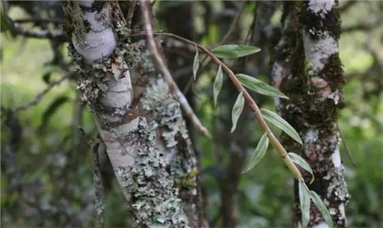 麻黑古树茶