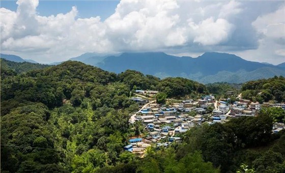 中吉号普洱茶
