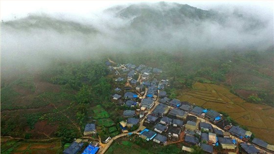 布朗山普洱茶