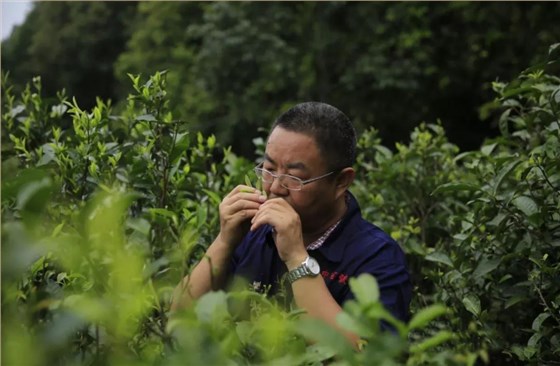 普洱茶市场