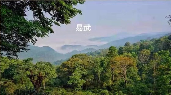 中吉号普洱茶会