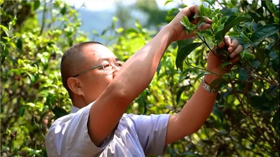 中吉号老班章普洱茶