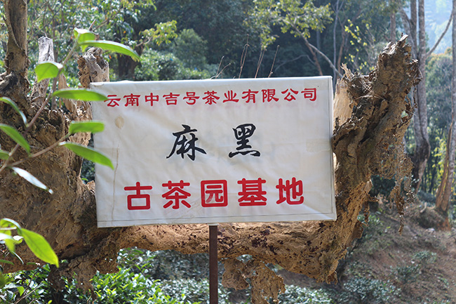 中吉号麻黑自有古茶园基地（一）