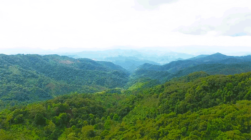 中吉号麻黑庄园