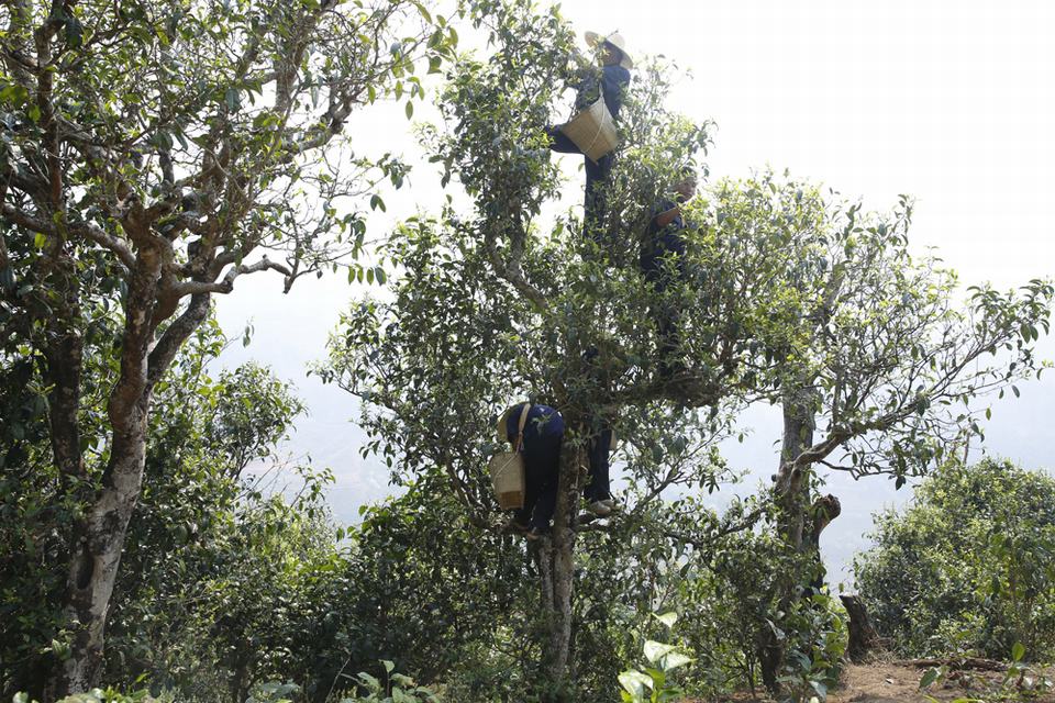 中吉号云南冰岛古茶园基地（一）