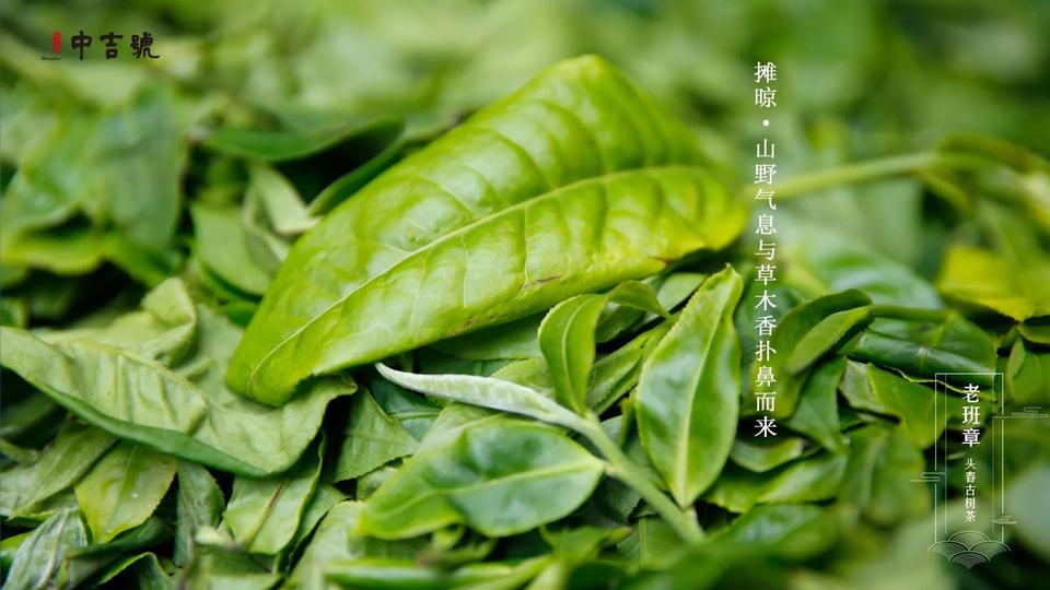 老班章古树茶的口感特点-润元昌普洱茶网