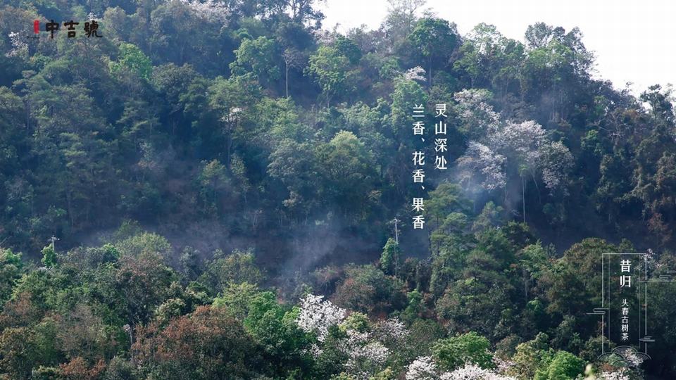 中吉号昔归茶园