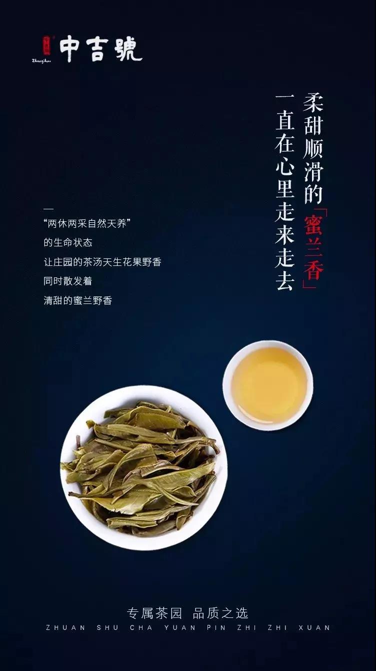 麻黑普洱茶