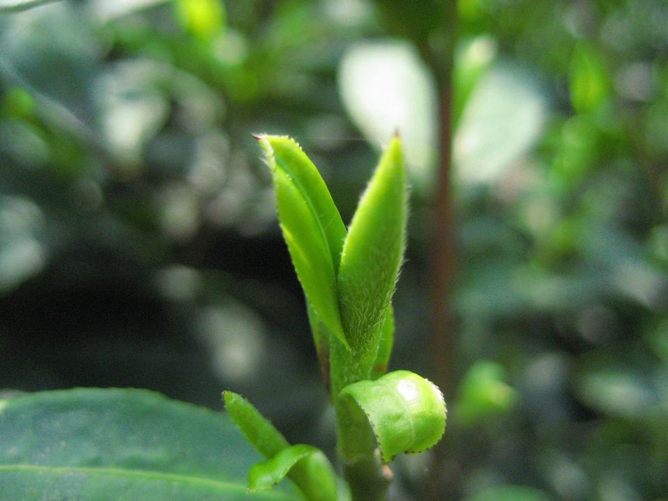 清明节的茶叫明前茶