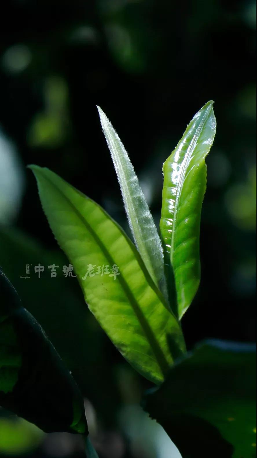 老班章茶芽大赛