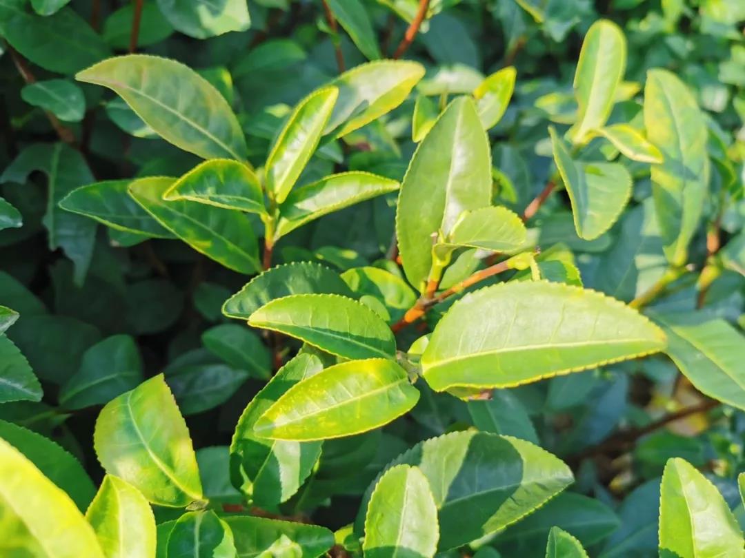 中吉号普洱茶会