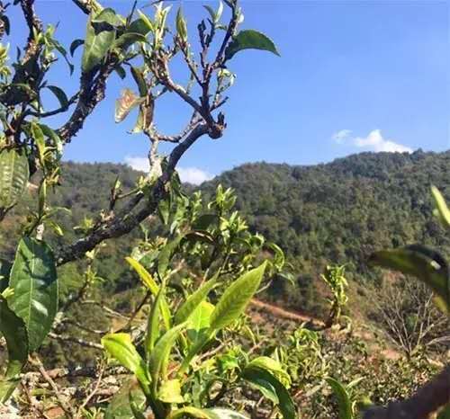 布朗山口粮茶