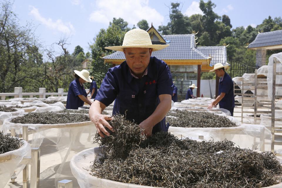 中吉号云南普洱茶