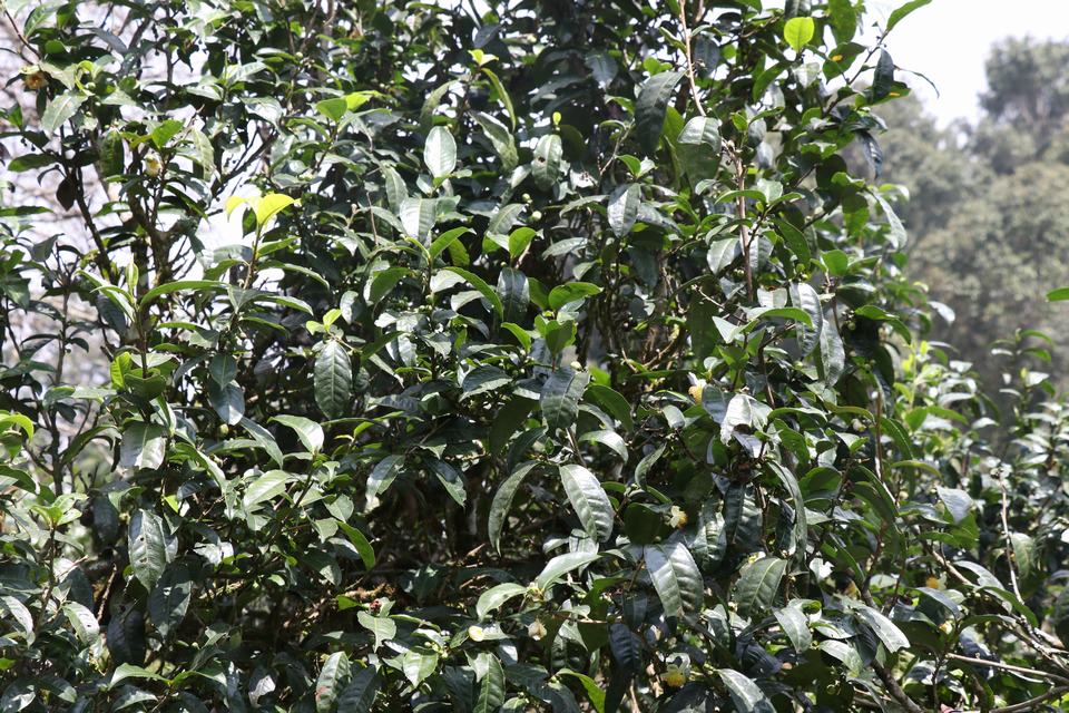 中吉号茶业