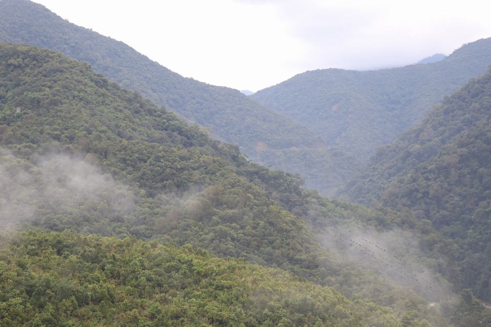 普洱古树茶