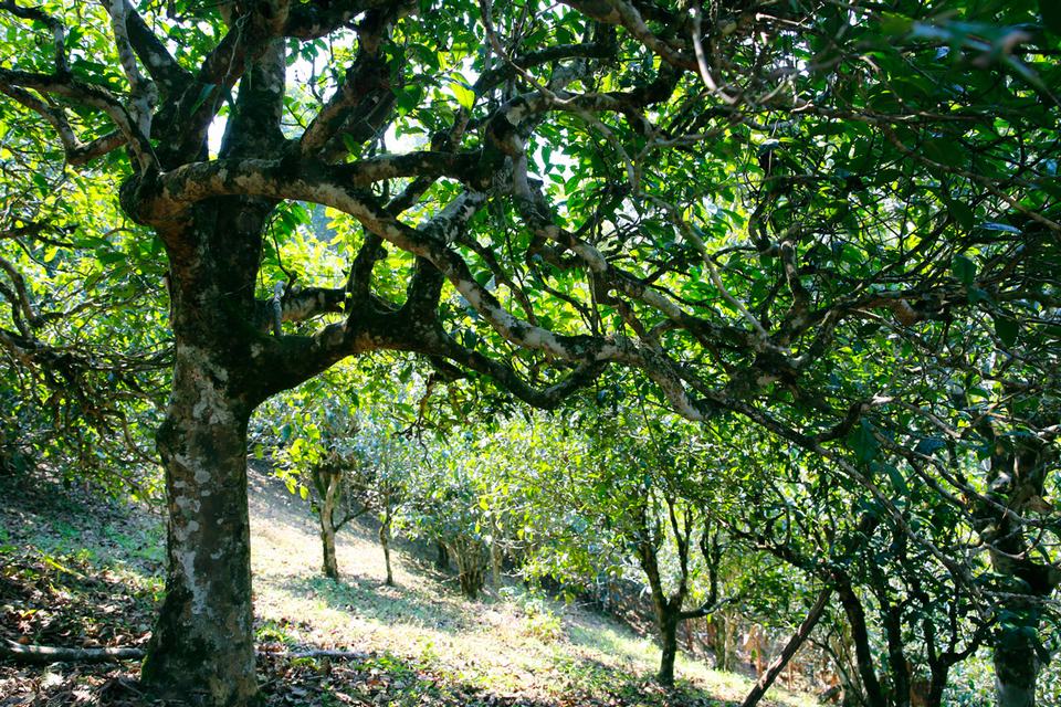 油茶花_油茶树_山茶树4K_3840X2160_高清视频素材下载(编号:6905603)_实拍视频_光厂(VJ师网) www.vjshi.com