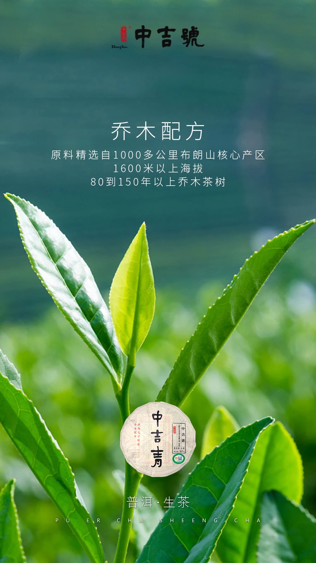 中吉号普洱茶